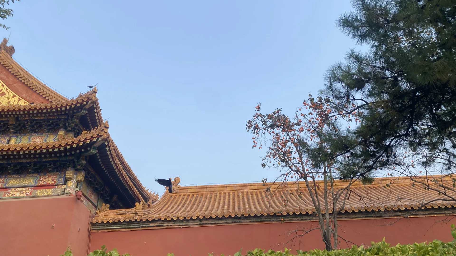 故宫里的乌鸦