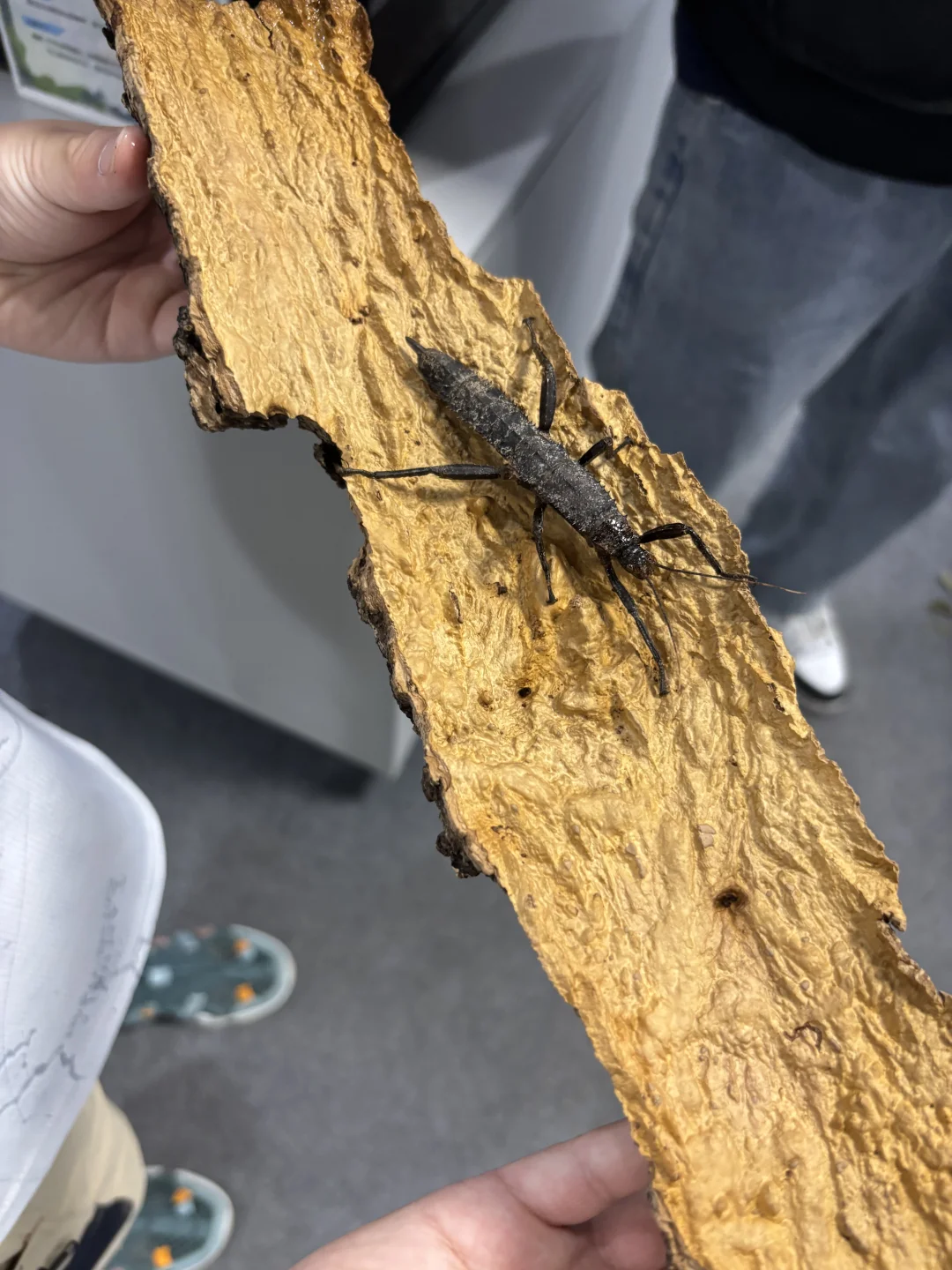 带三岁小朋友来参观石家庄活体昆虫博物馆啦