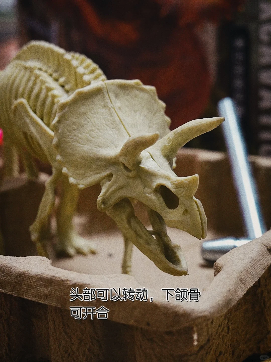 在家体验恐龙考古挖掘?（可拼搭）