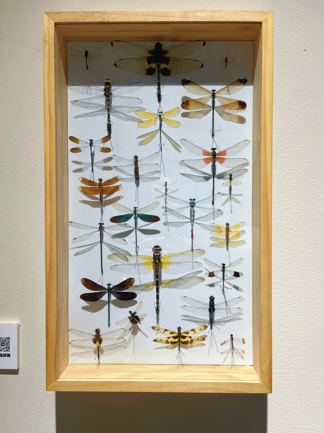 海口首展|万物生大型动物标本展,重磅来袭!