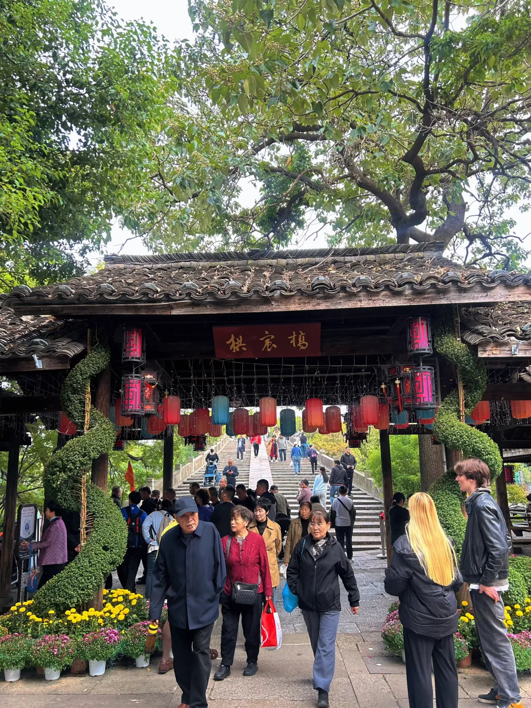 2025杭州拱宸桥菊花展来了‼️附攻略