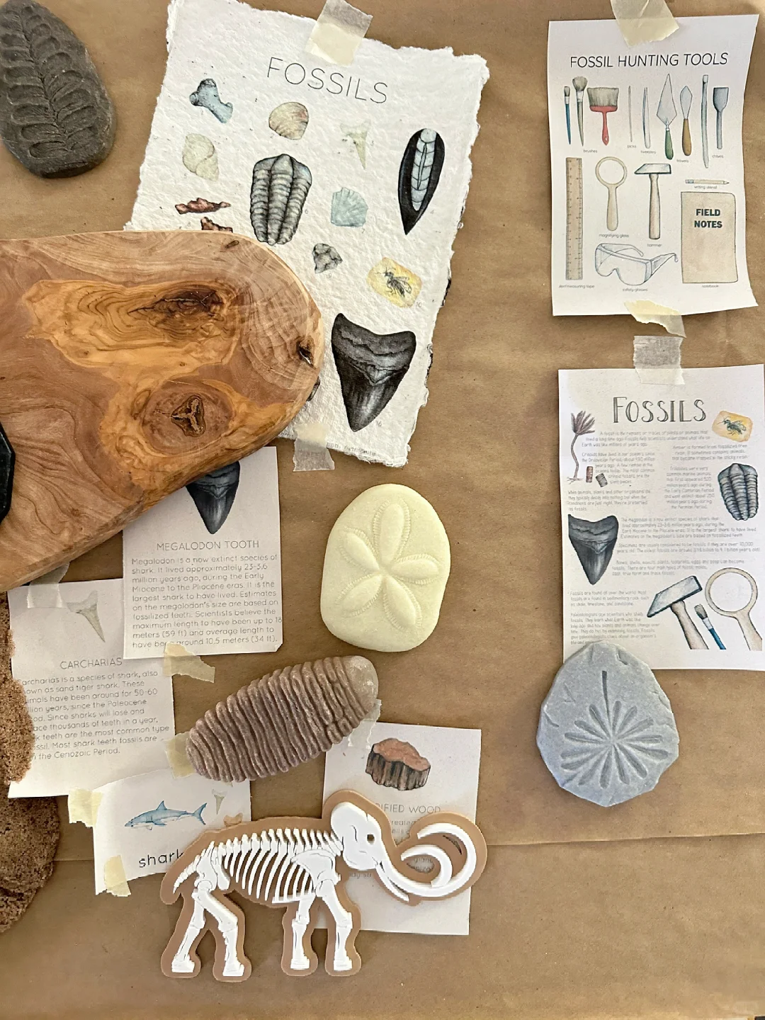 ??????| 在家挖化石之考古感官盒2