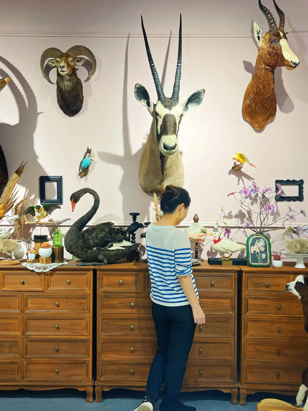 海口首展|万物生大型动物标本展,重磅来袭!