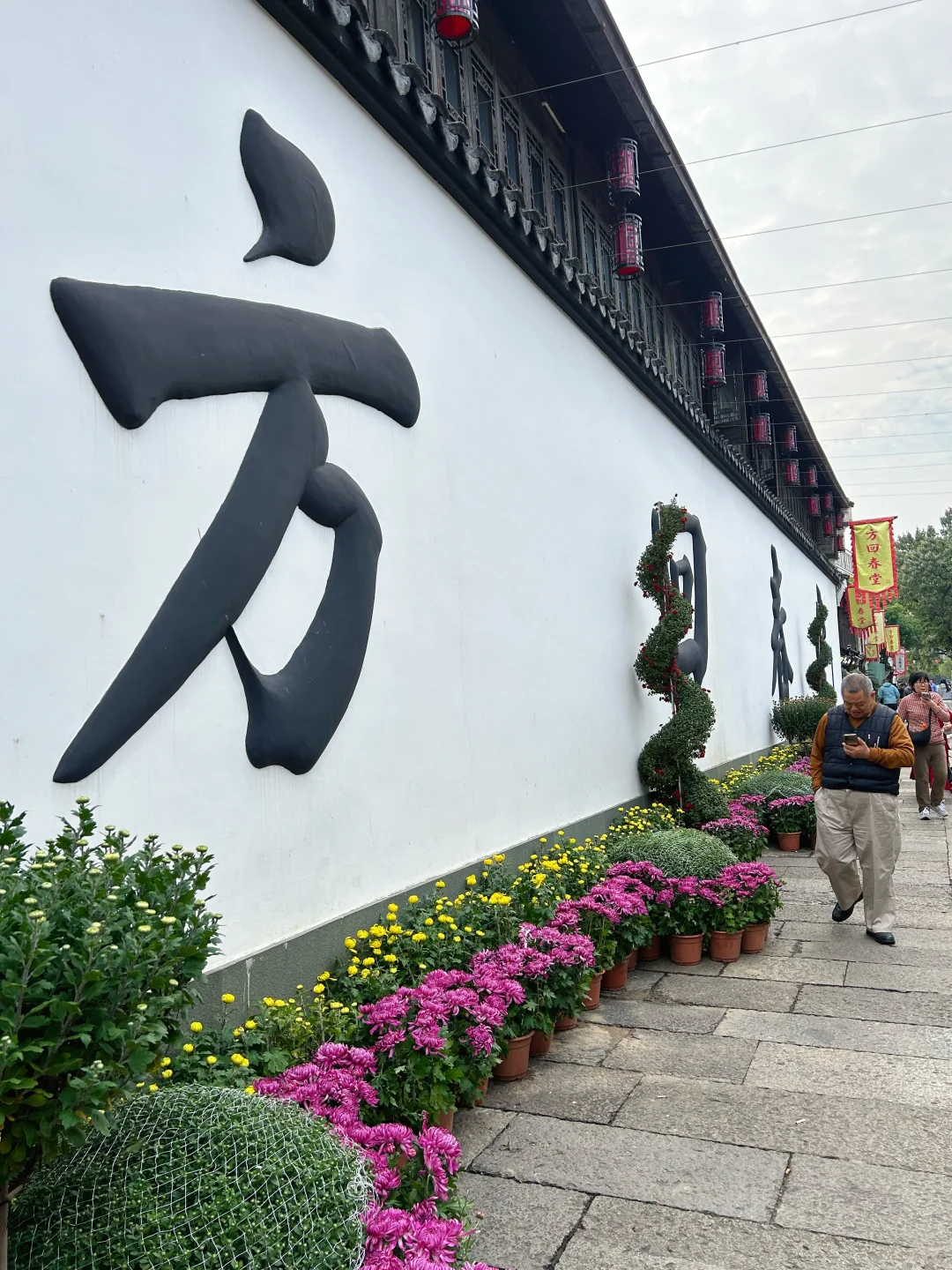 2025杭州拱宸桥菊花展来了‼️附攻略