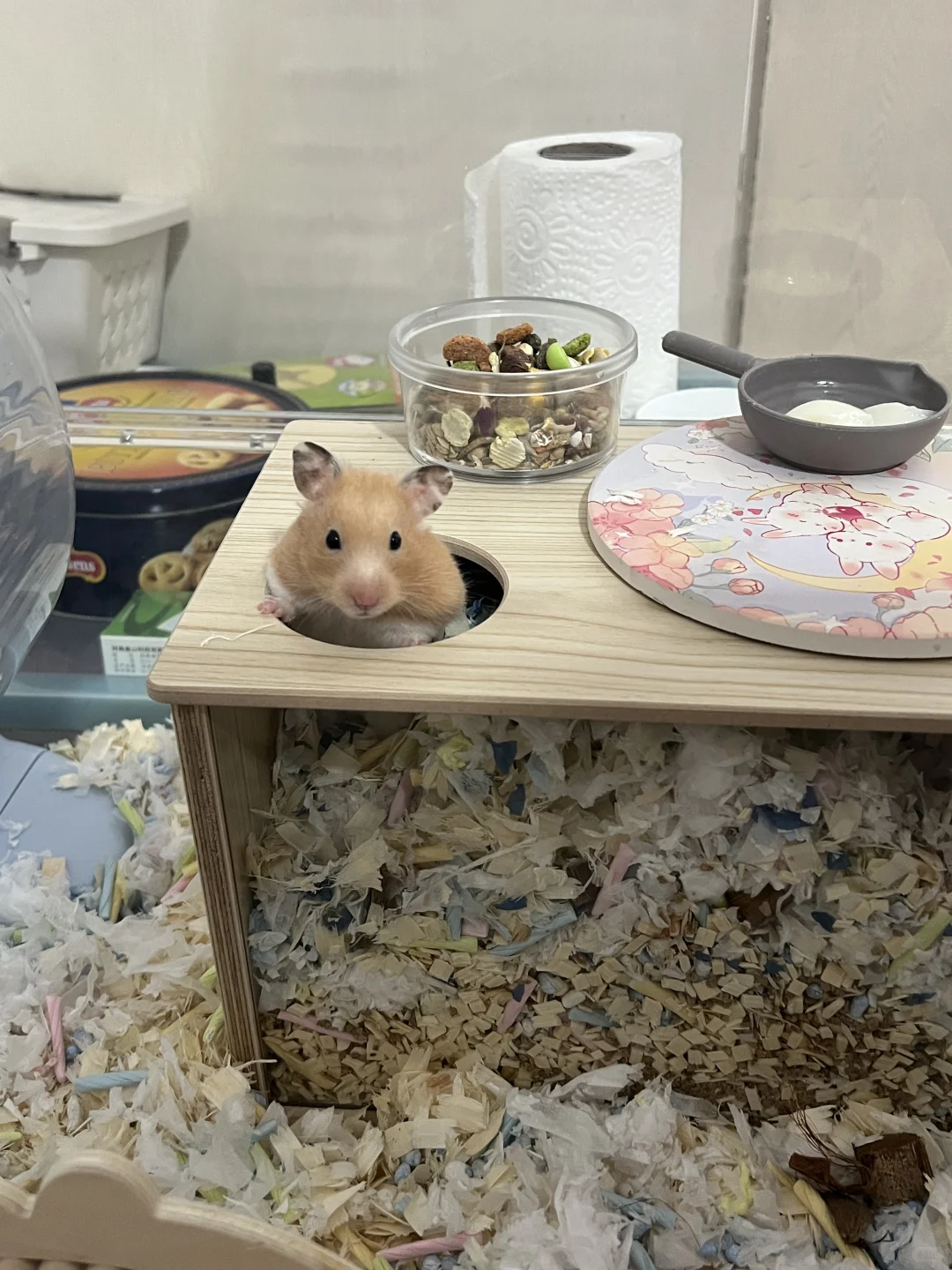 一定要给鼠鼠安排它最爱的挖掘盒玩