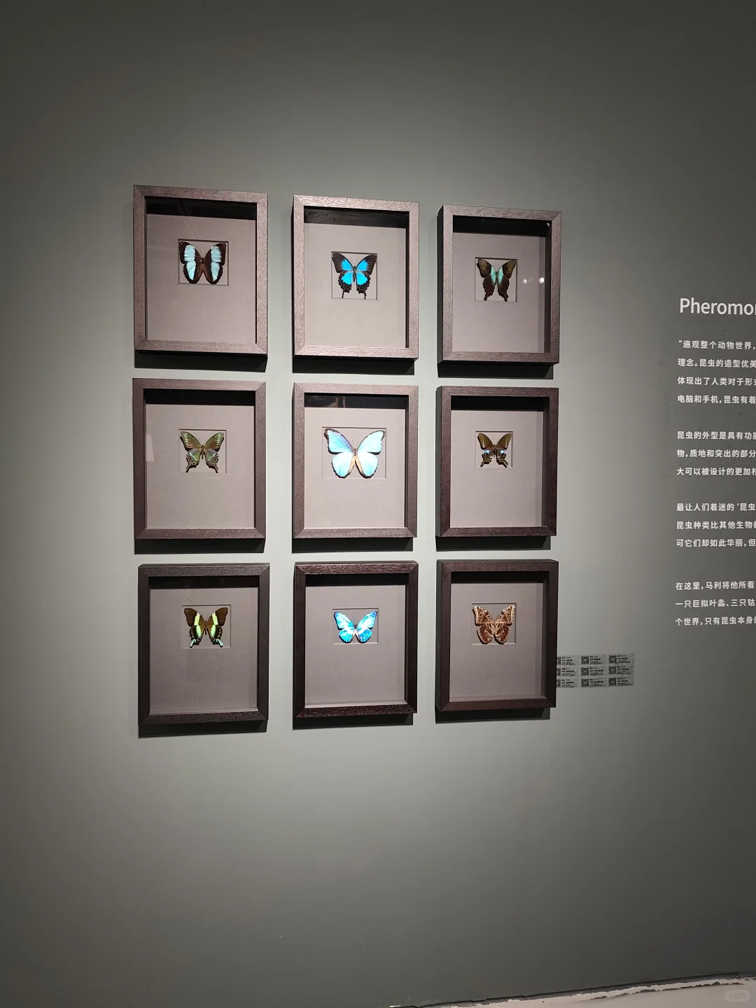 武汉看展闯进蓝紫色蝴蝶隧道!自然与