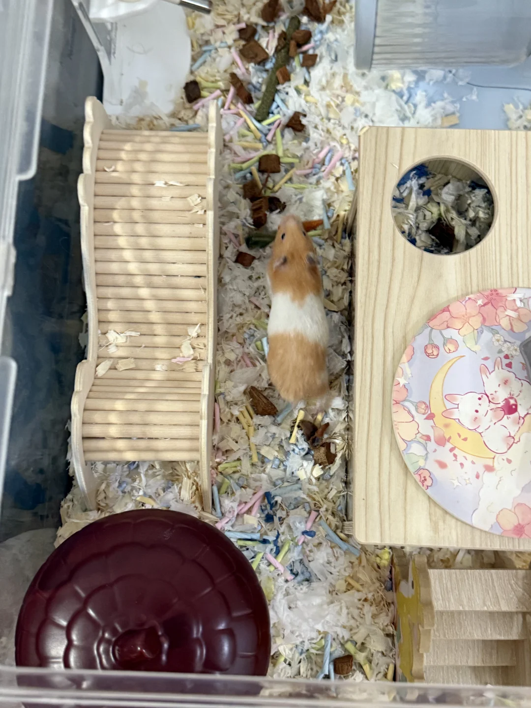 一定要给鼠鼠安排它最爱的挖掘盒玩