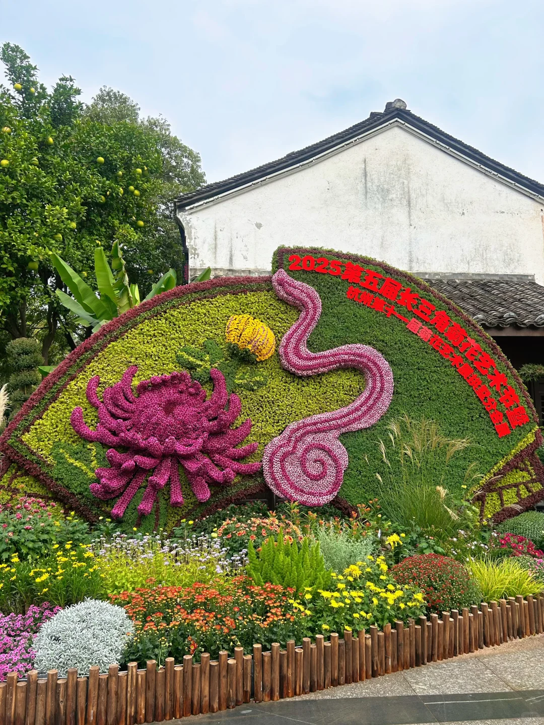 2025杭州拱宸桥菊花展来了‼️附攻略