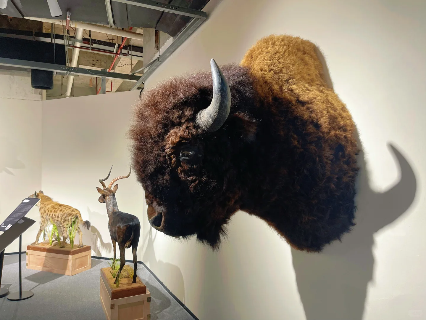 海口首展|万物生大型动物标本展,重磅来袭!