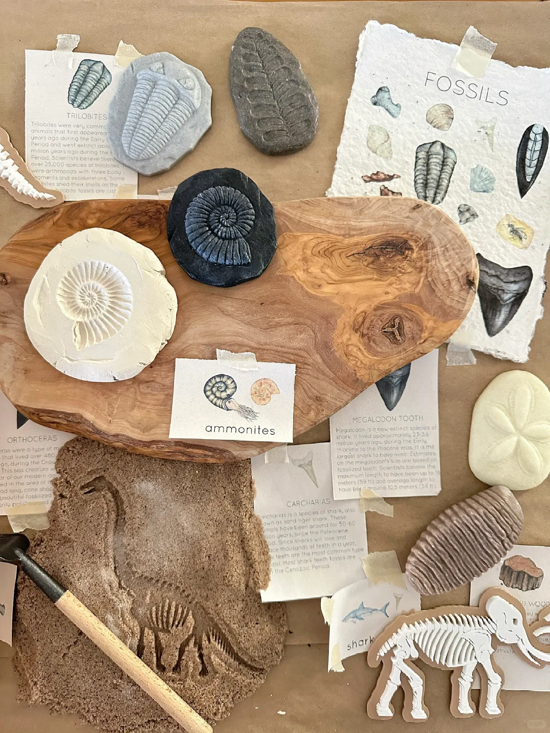 ??????| 在家挖化石之考古感官盒2