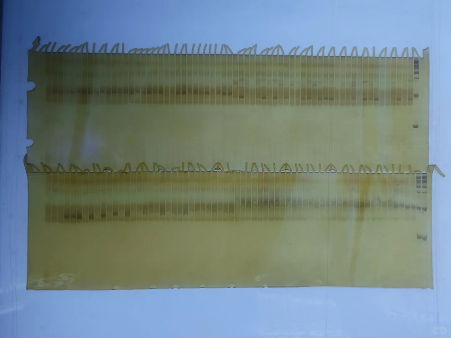 聚丙烯凝胶电泳