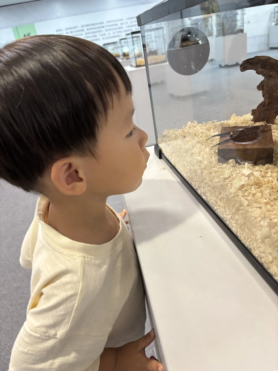 带三岁小朋友来参观石家庄活体昆虫博物馆啦