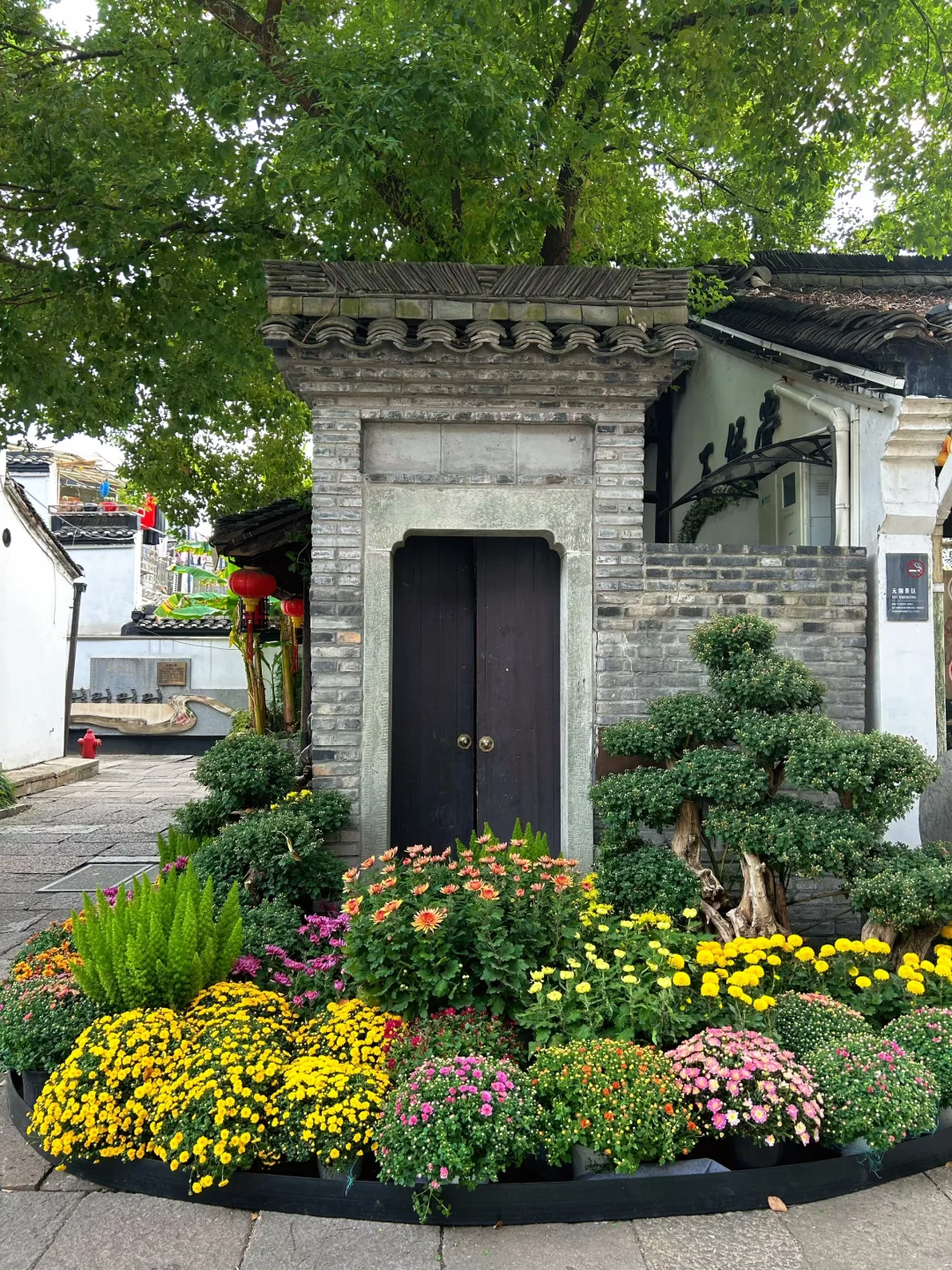 2025杭州拱宸桥菊花展来了‼️附攻略