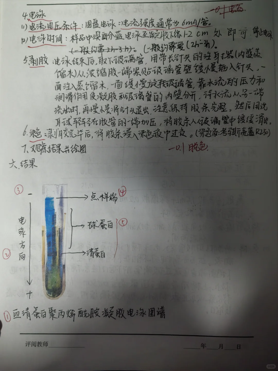 聚丙烯酰胺凝胶电泳分离血清蛋白