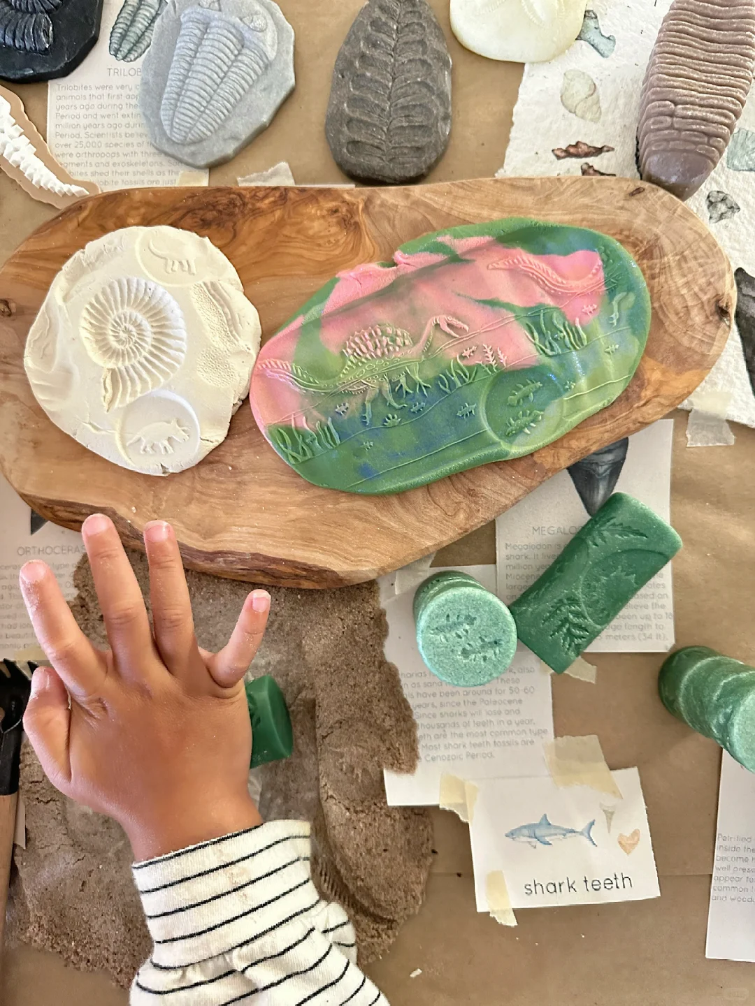 ??????| 在家挖化石之考古感官盒2