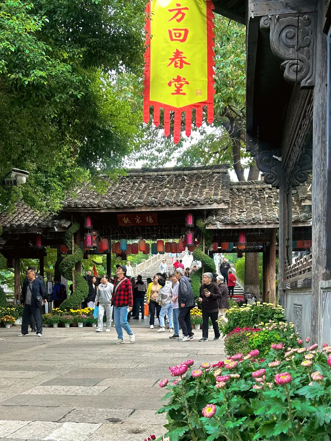 2025杭州拱宸桥菊花展来了‼️附攻略