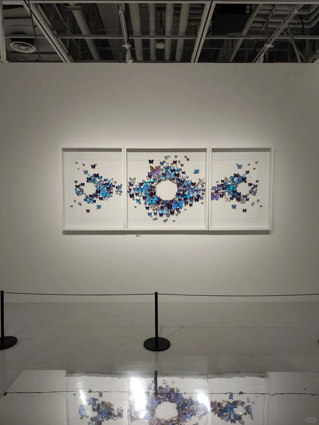 武汉看展闯进蓝紫色蝴蝶隧道!自然与