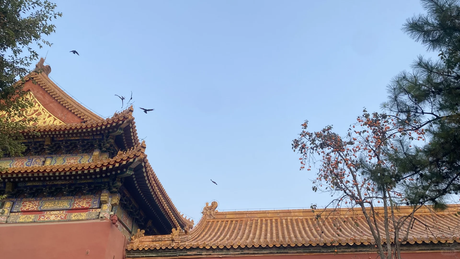 故宫里的乌鸦