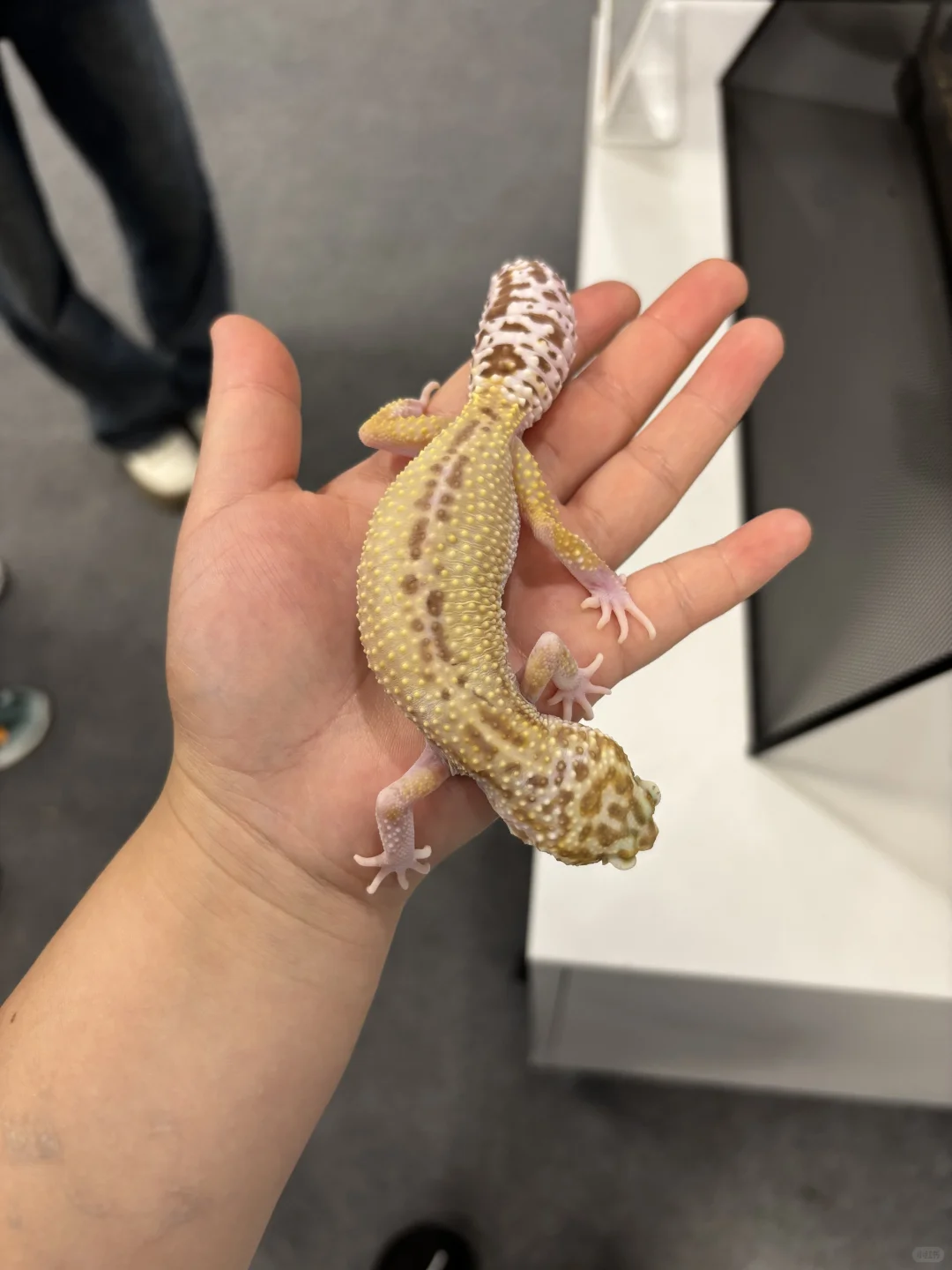 带三岁小朋友来参观石家庄活体昆虫博物馆啦