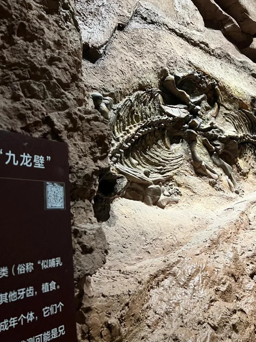 石家庄1h可达,一定要带娃去的自然博物馆!