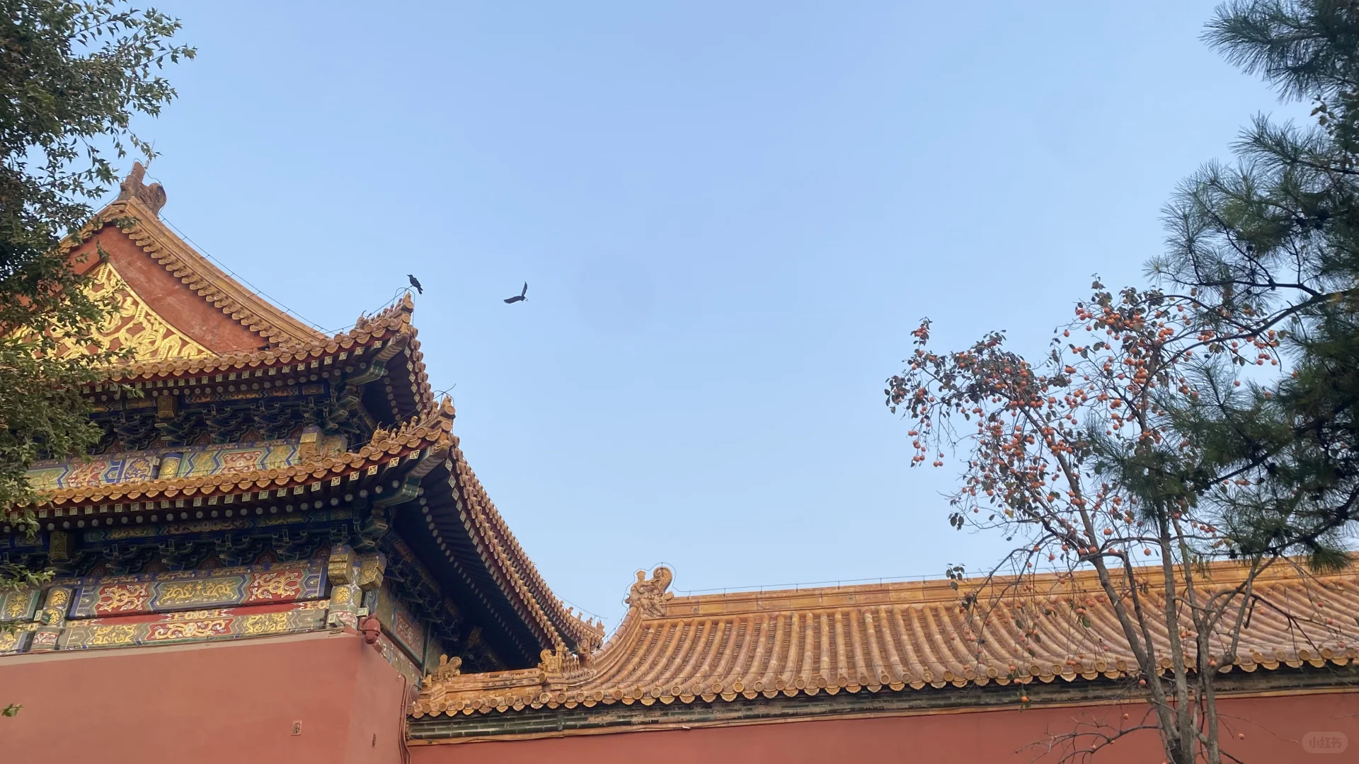 故宫里的乌鸦