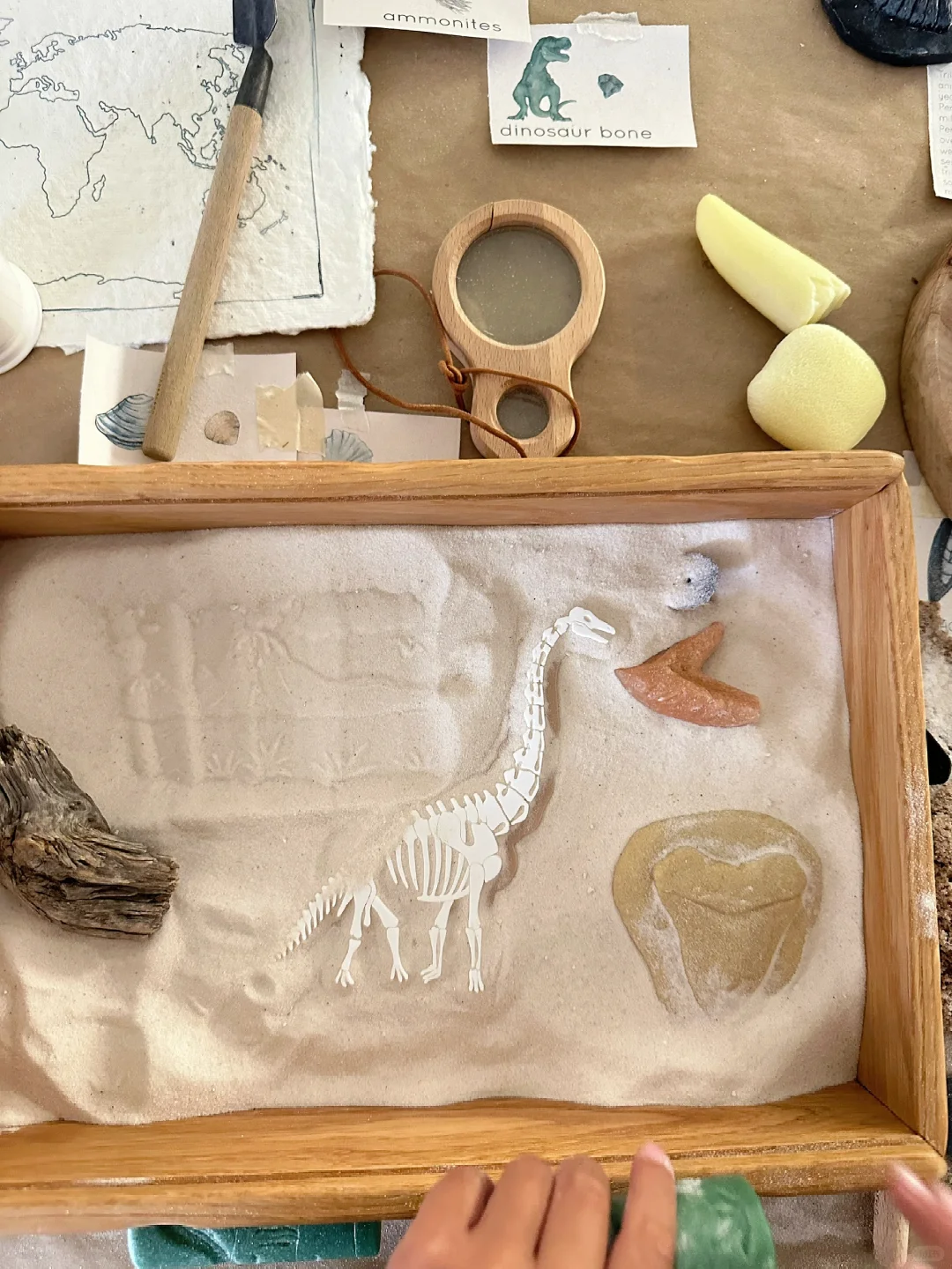 ??????| 在家挖化石之考古感官盒2