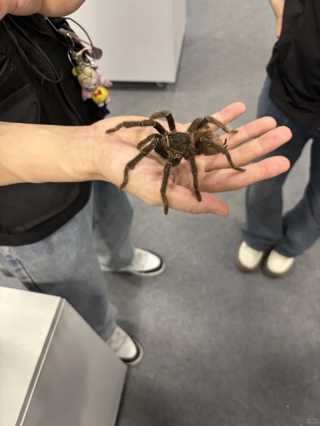 带三岁小朋友来参观石家庄活体昆虫博物馆啦