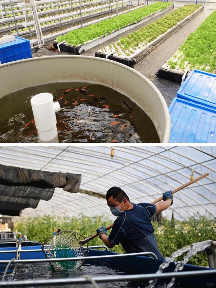 光伏鱼菜共生：上面光伏发电，下面种菜养鱼