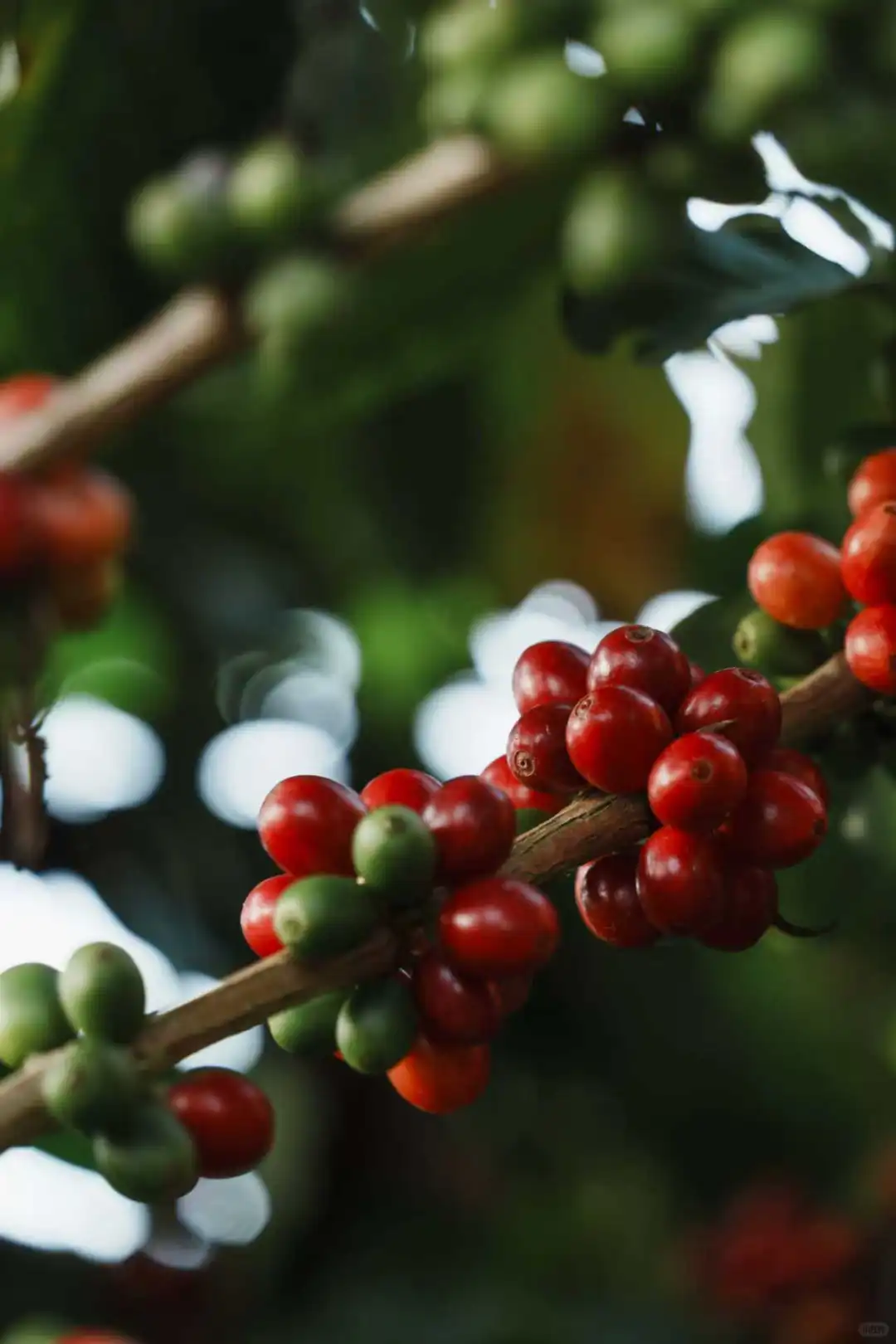 炬点生豆加工处理课