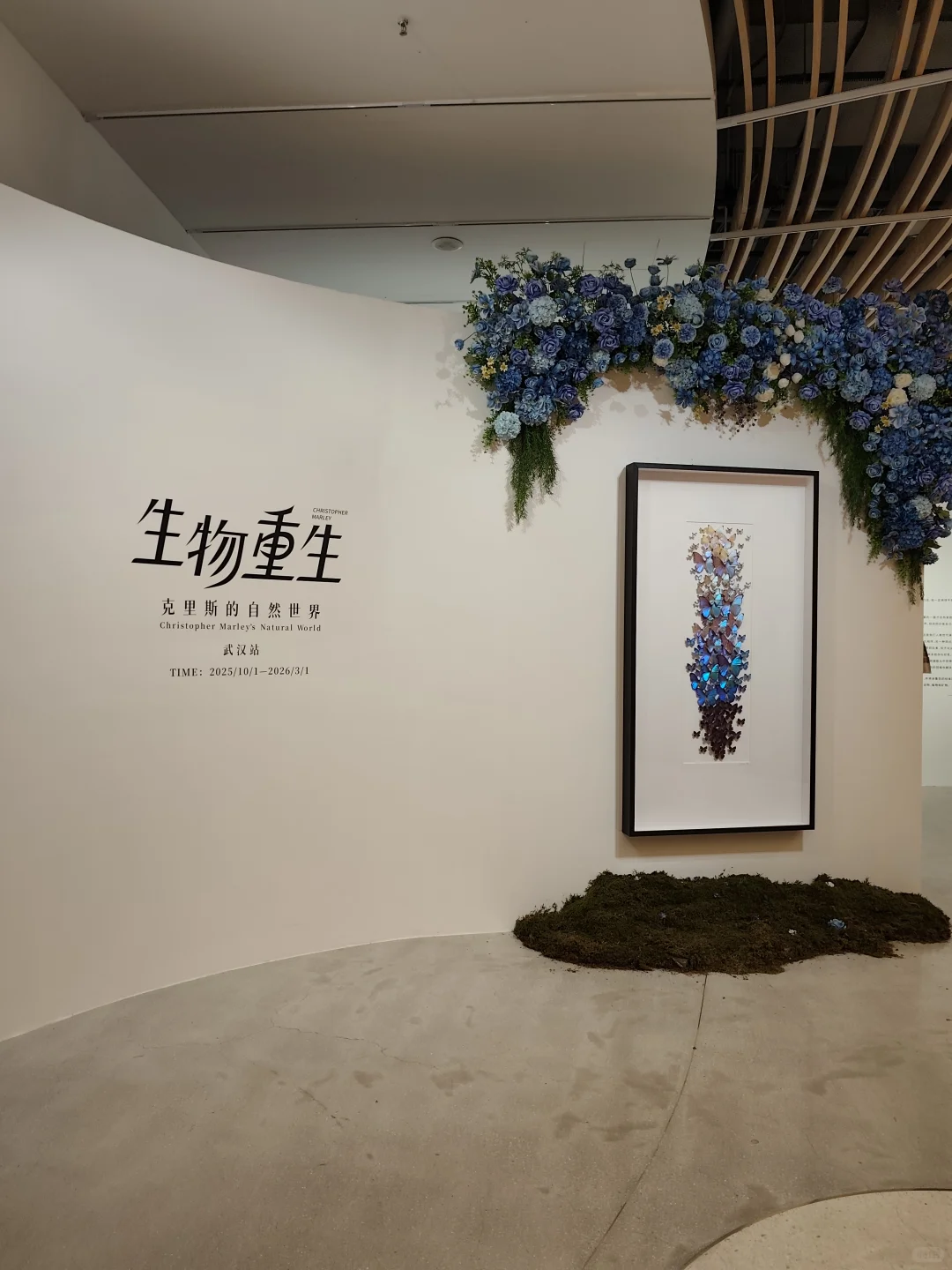 武汉看展闯进蓝紫色蝴蝶隧道!自然与