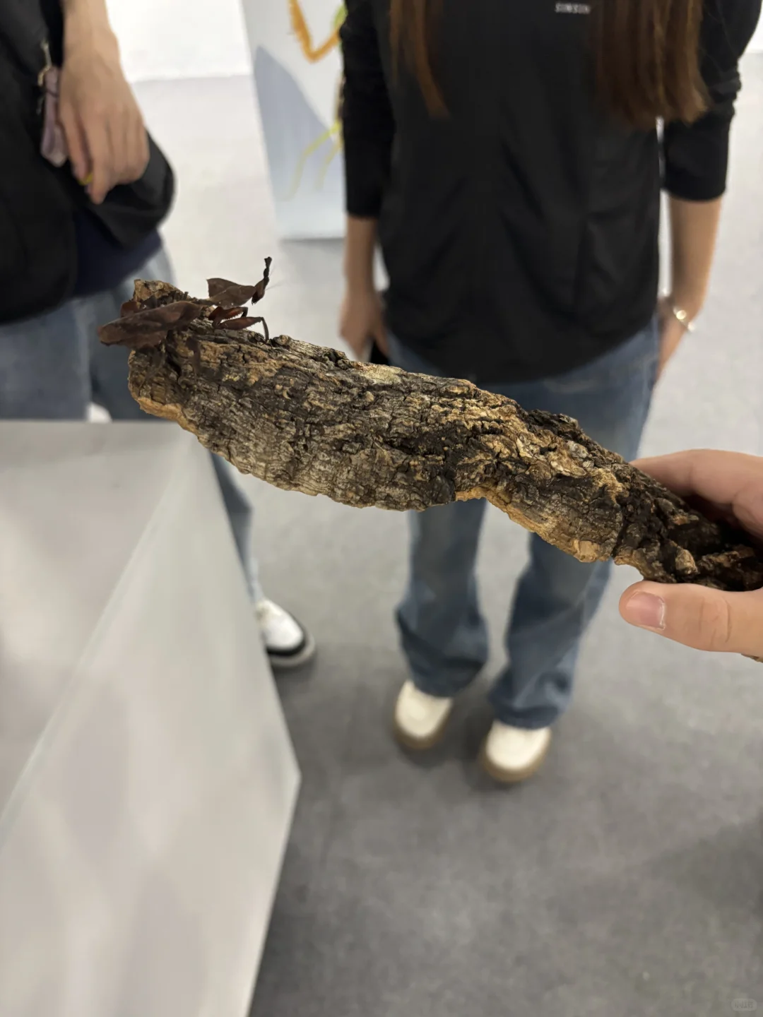 带三岁小朋友来参观石家庄活体昆虫博物馆啦