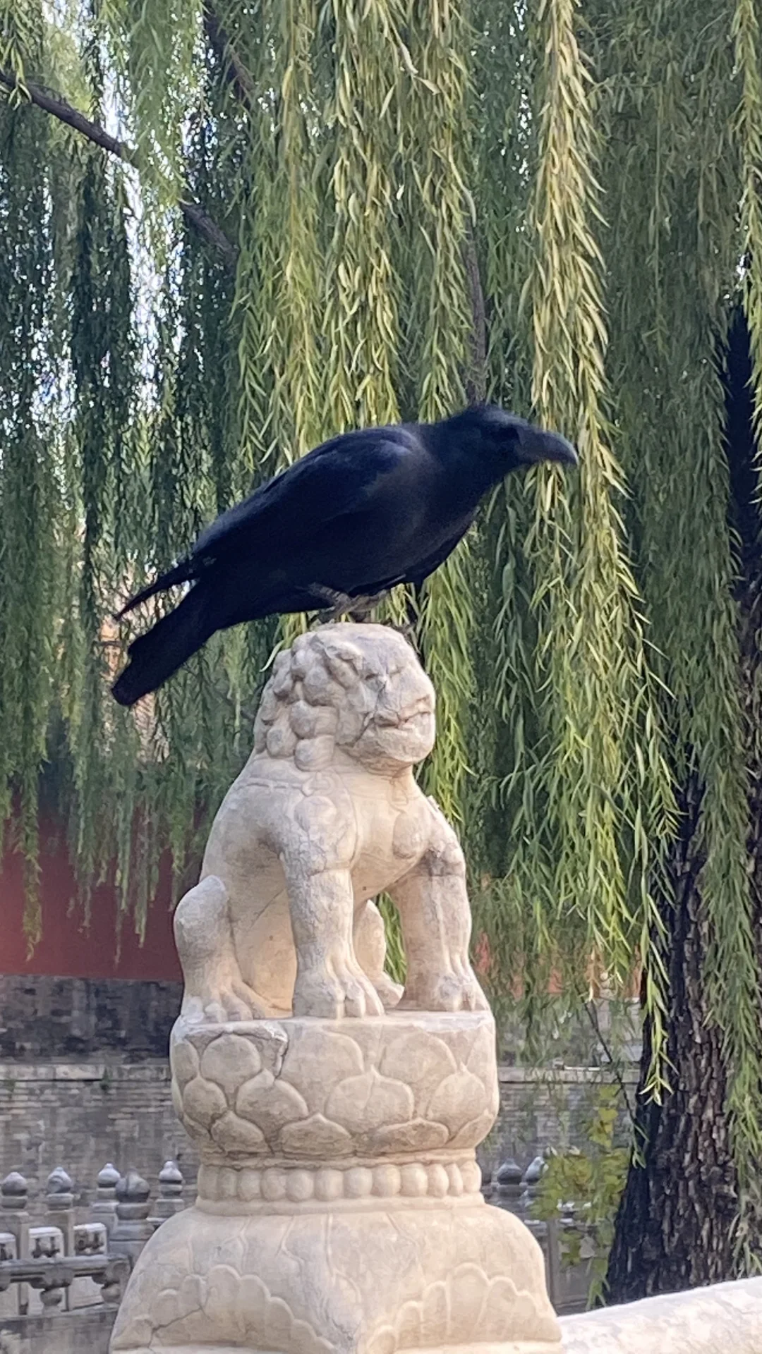 故宫里的乌鸦