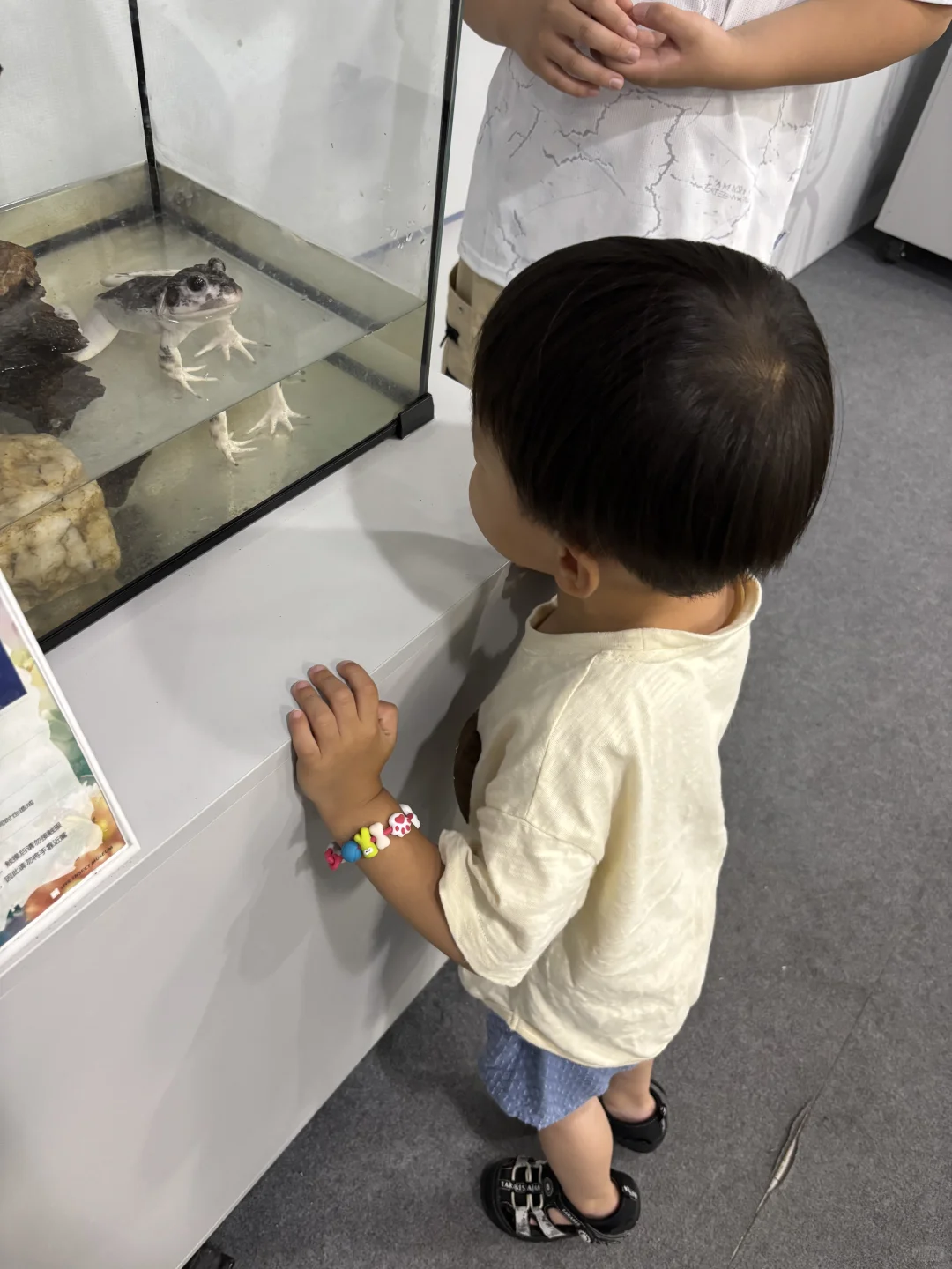 带三岁小朋友来参观石家庄活体昆虫博物馆啦