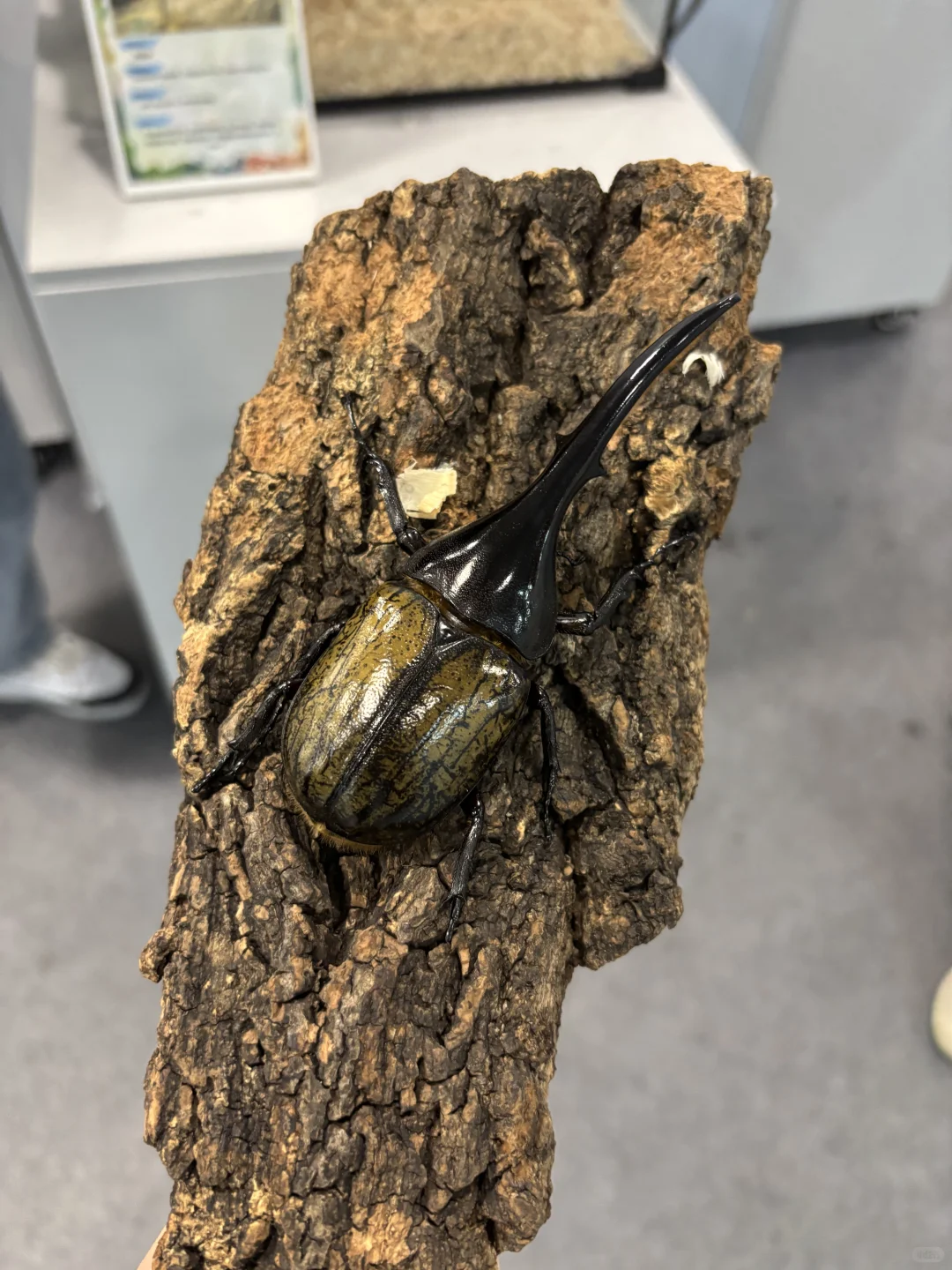 带三岁小朋友来参观石家庄活体昆虫博物馆啦