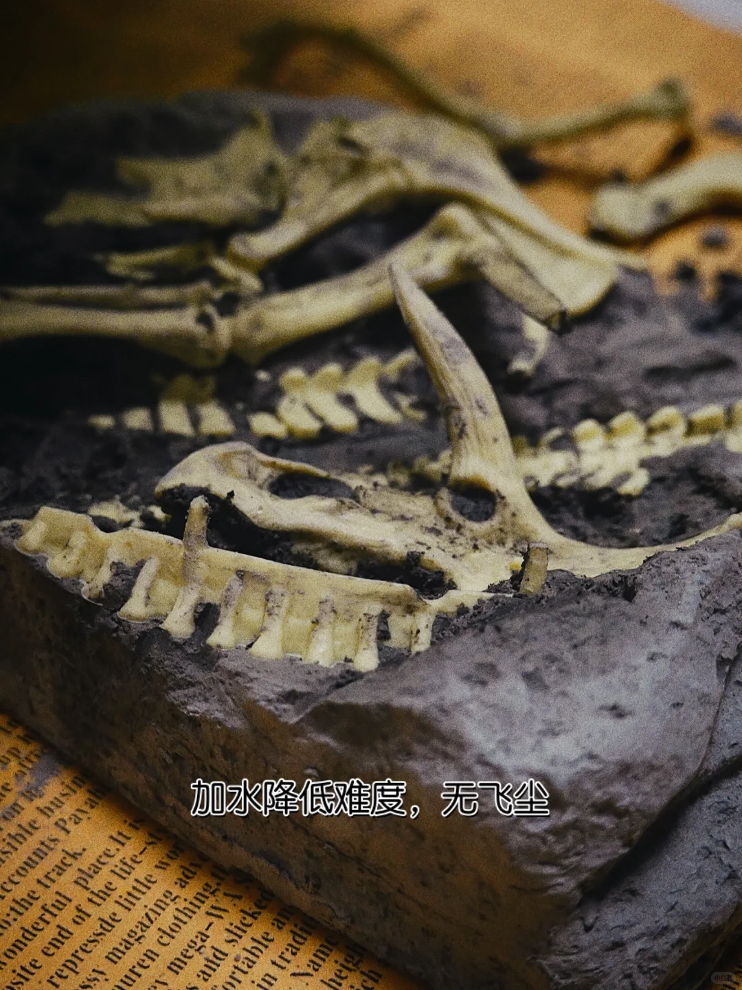 在家体验恐龙考古挖掘?（可拼搭）