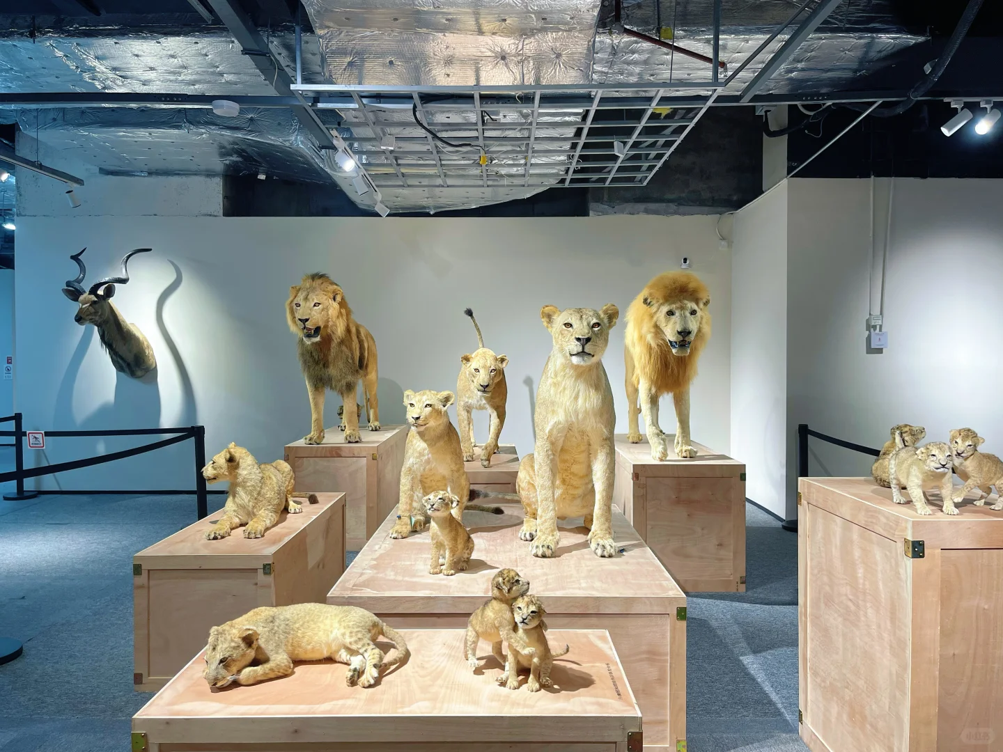 海口首展|万物生大型动物标本展,重磅来袭!