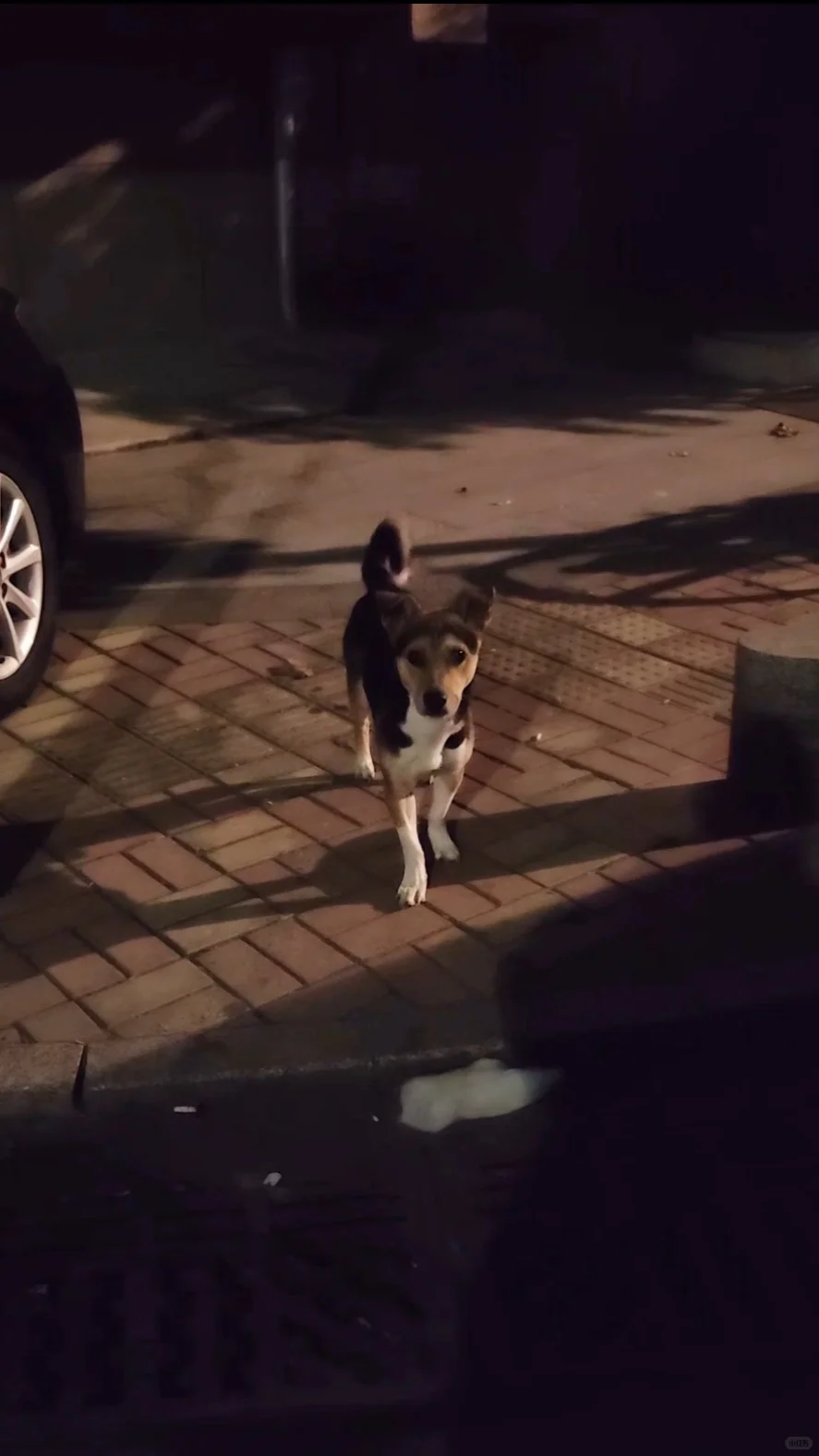 发现流浪犬 个人能力有限希望有人救助