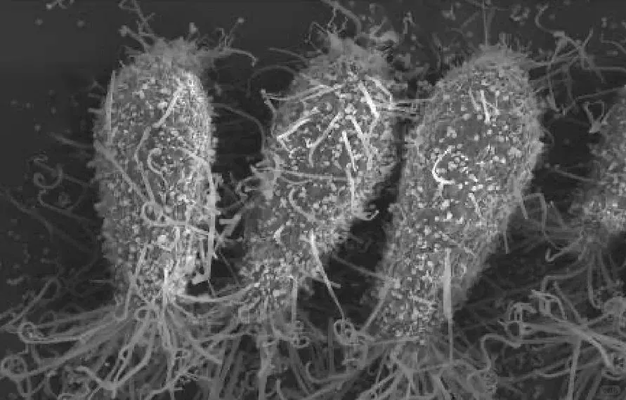 什么是抗菌面料?