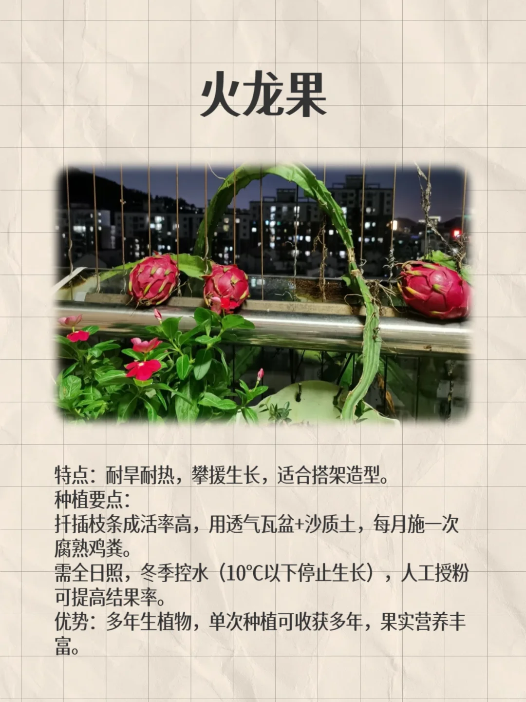 阳台这8种闭眼种都能爆果!