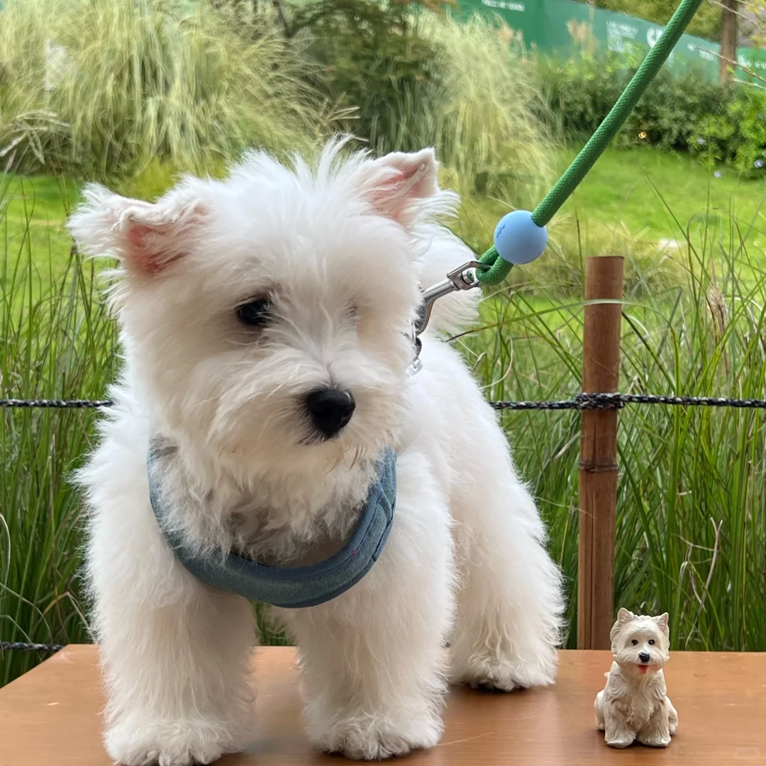 拒绝撞款！我的专属木雕把故事雕进木纹里