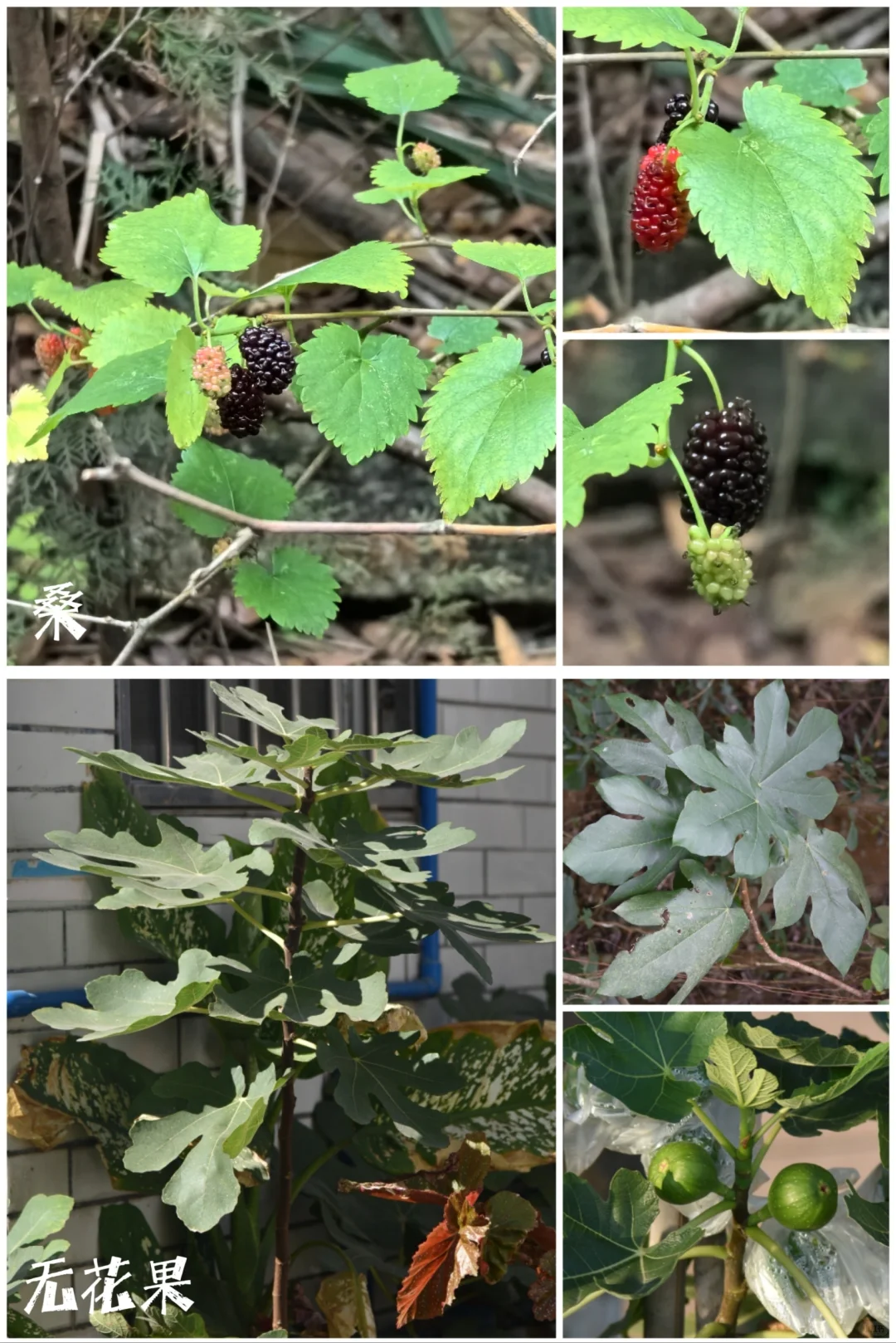 27种|岭南常见水果长成记