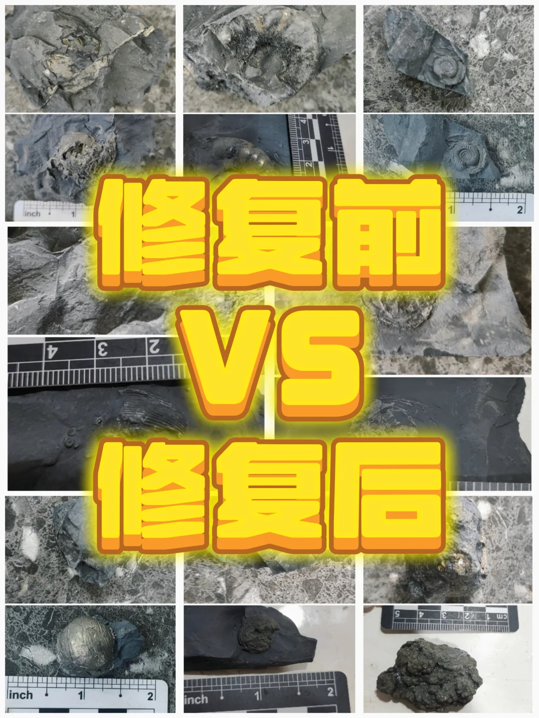 ?化石修复 | 见证古生物的“重生”