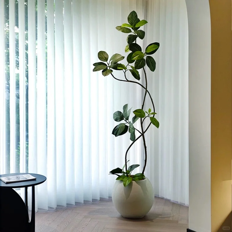 分享四款新家不会出错的装饰绿植