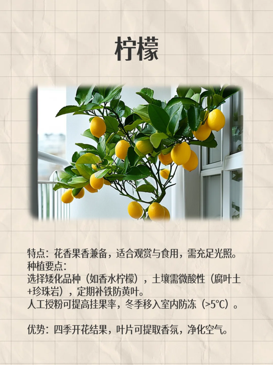 阳台这8种闭眼种都能爆果!