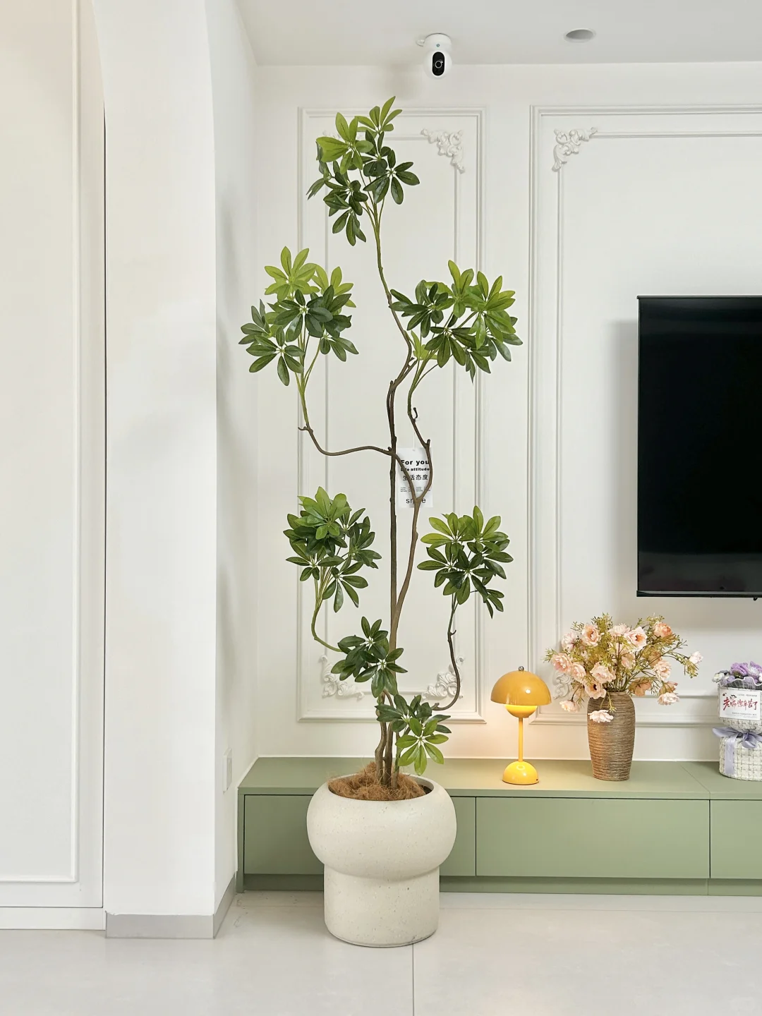 一盆百元绿植带来的氛围感yyds??