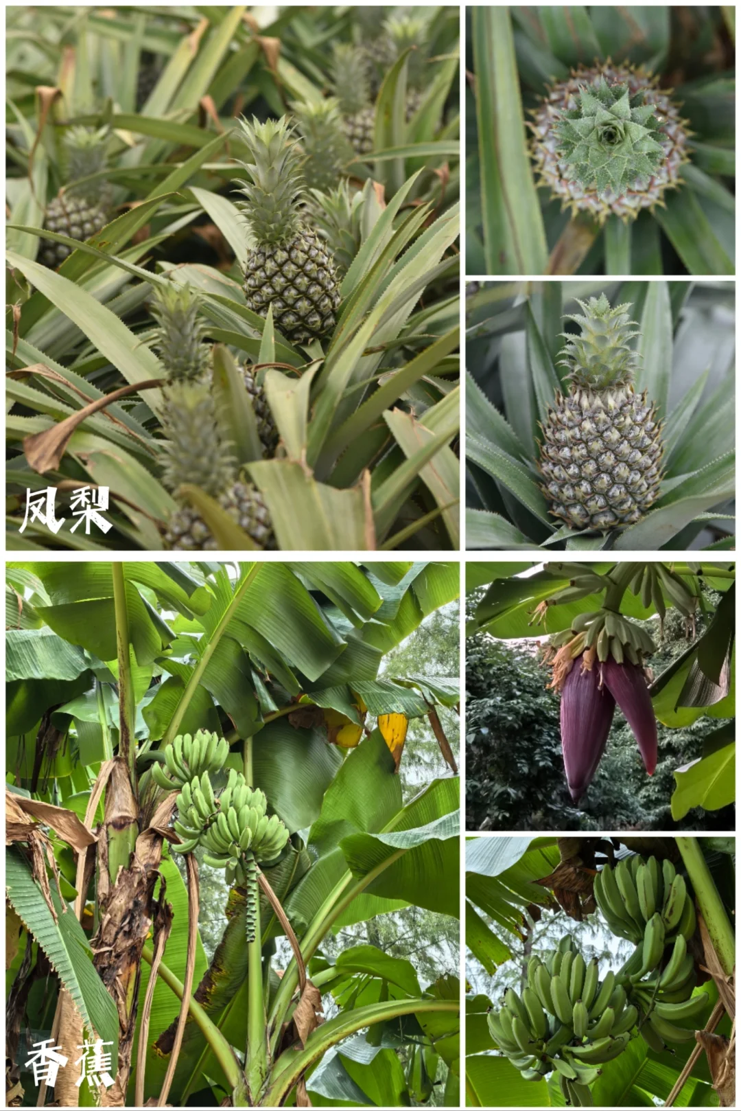 27种|岭南常见水果长成记