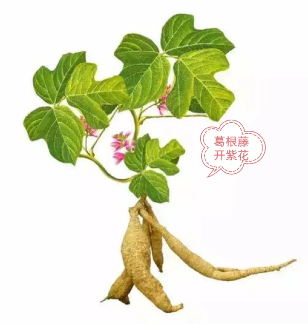 关于葛麻手工纺织技术及历史的小知识