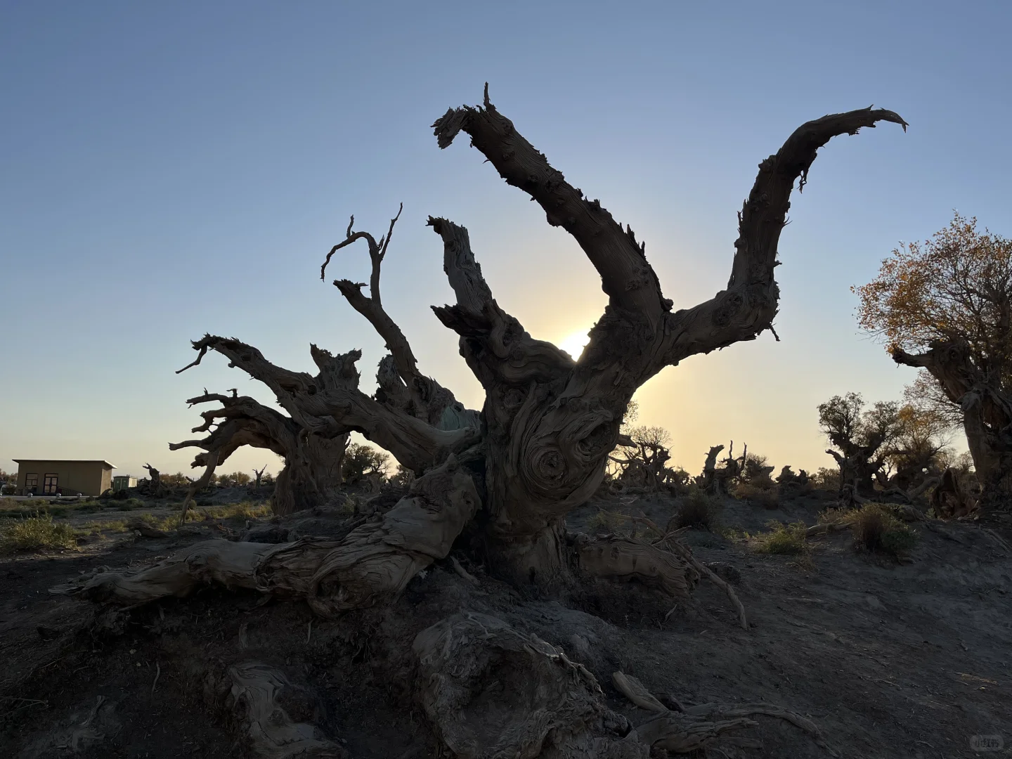 《中国新疆之历史印记》第五集-第八集