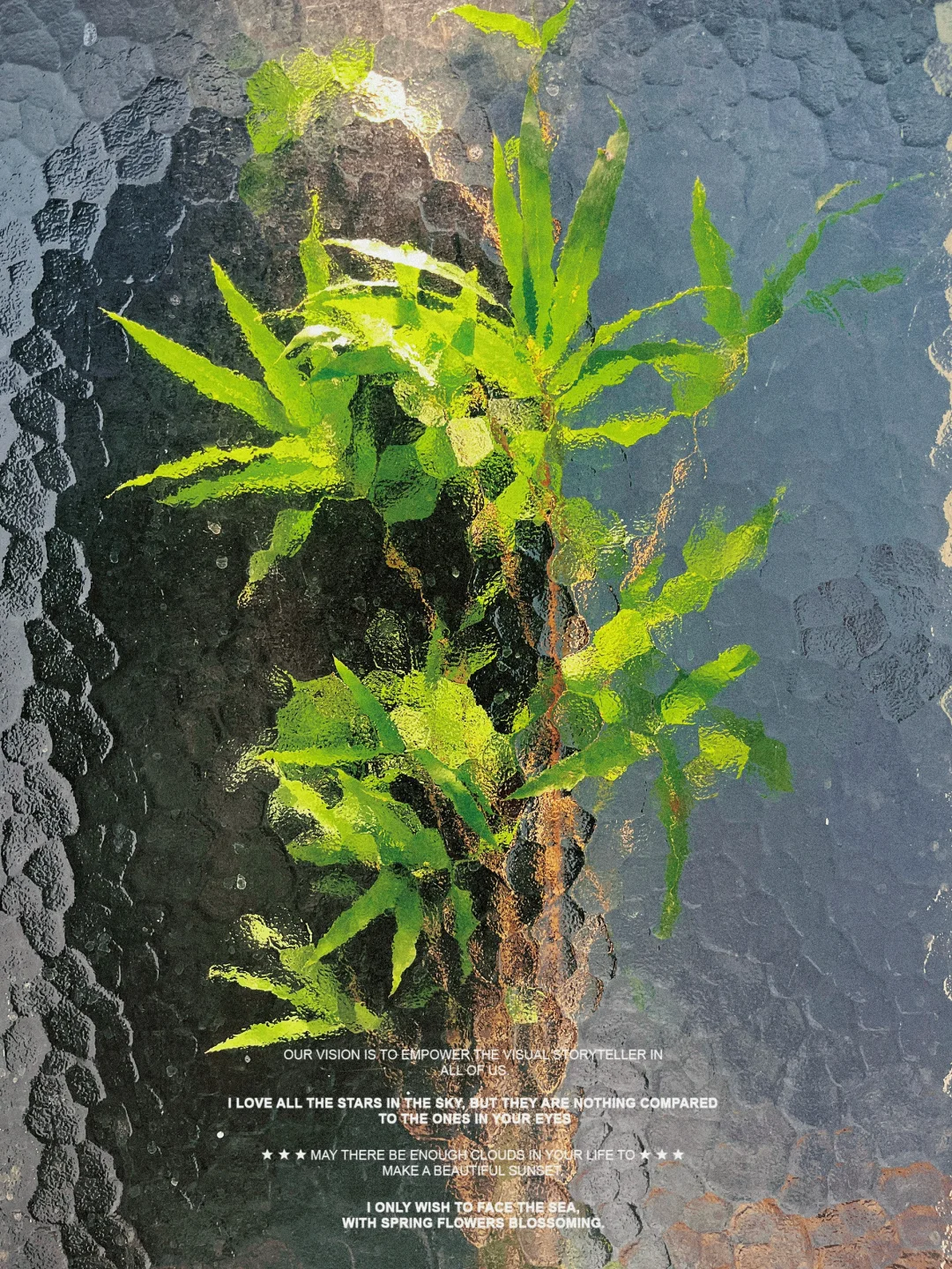 终于找到适合这个角落的绿植了?