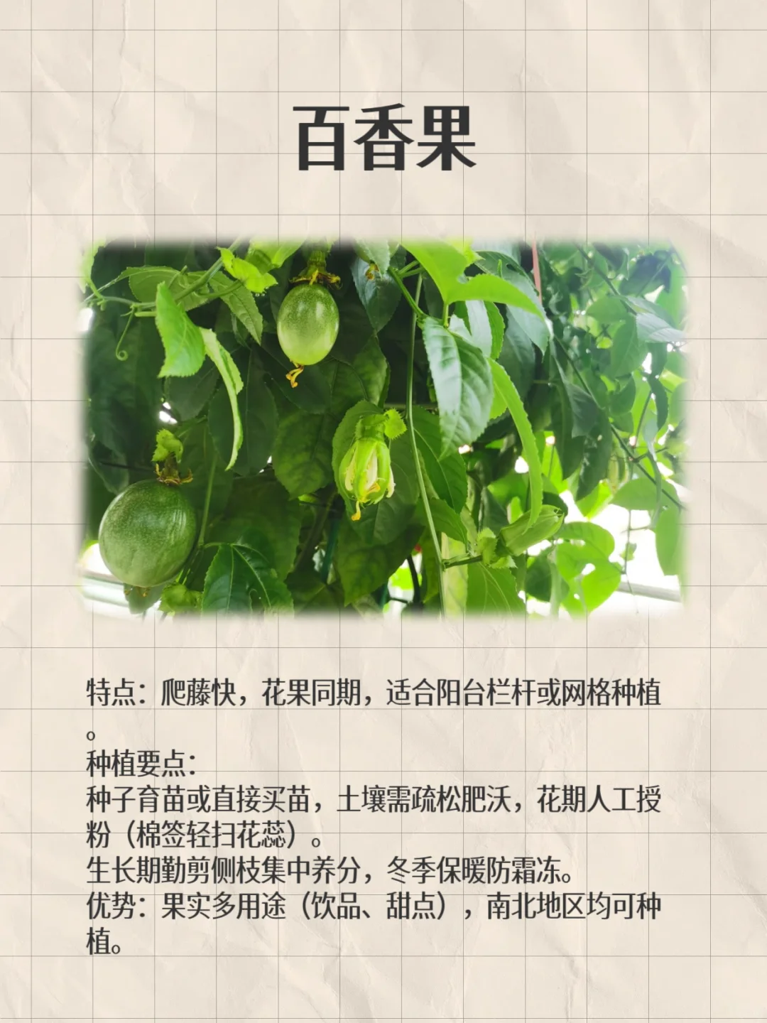 阳台这8种闭眼种都能爆果!